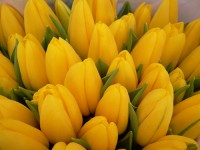 pakowanie tulipanow