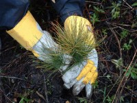 tree-planting-jobs-scotland