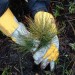 tree-planting-jobs-scotland