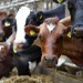 praca-na-farmach-mlecznych-szkocja-488