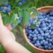 blueberries jobs