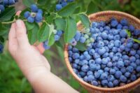 blueberries jobs